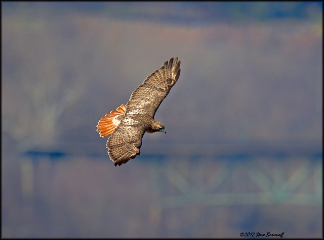 _2SB2780A red-tailed hawk.jpg